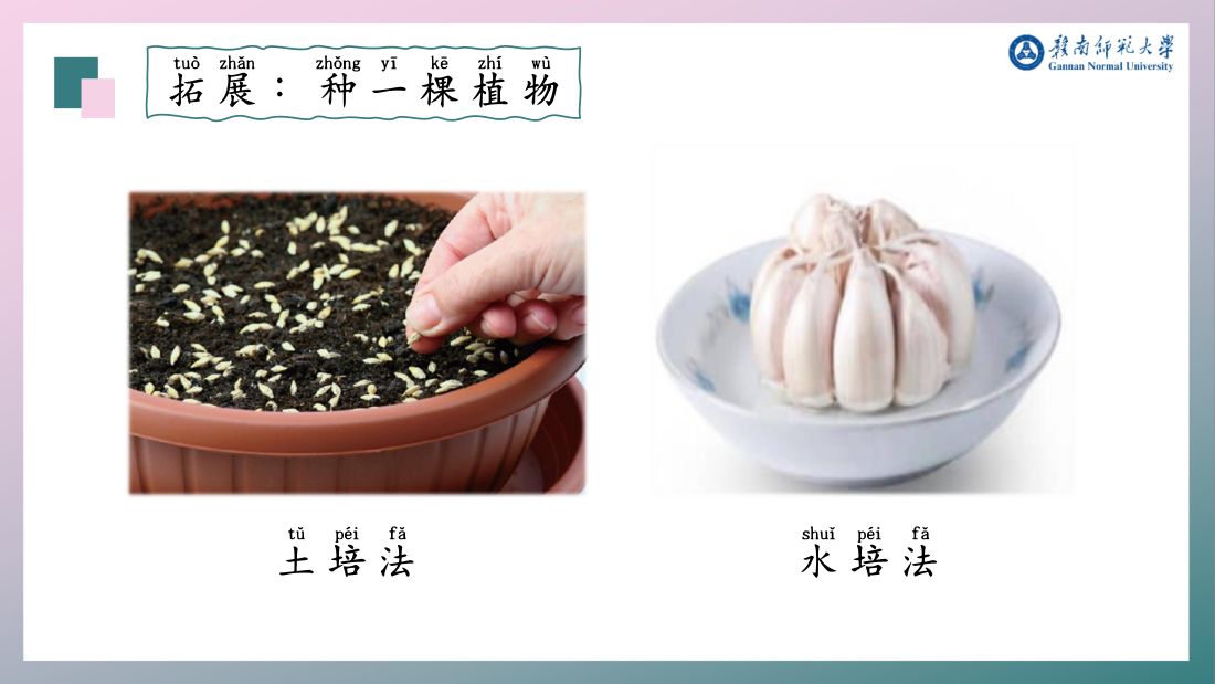 拓展 · 种一棵植物（水培法）